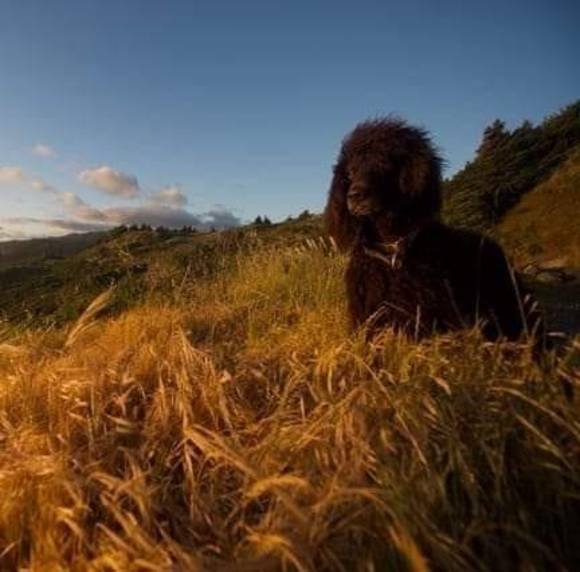 Meet your Posher, Peggy - Picture 1 of 1